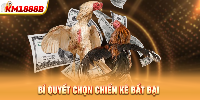 Bí quyết chọn chiến kê bất bại