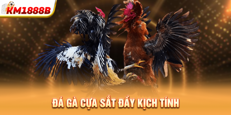 Đá gà cựa sắt đầy kịch tính