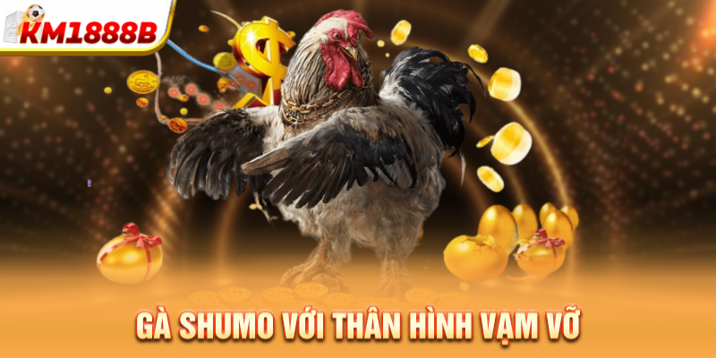 Gà Shumo với thân hình vạm vỡ