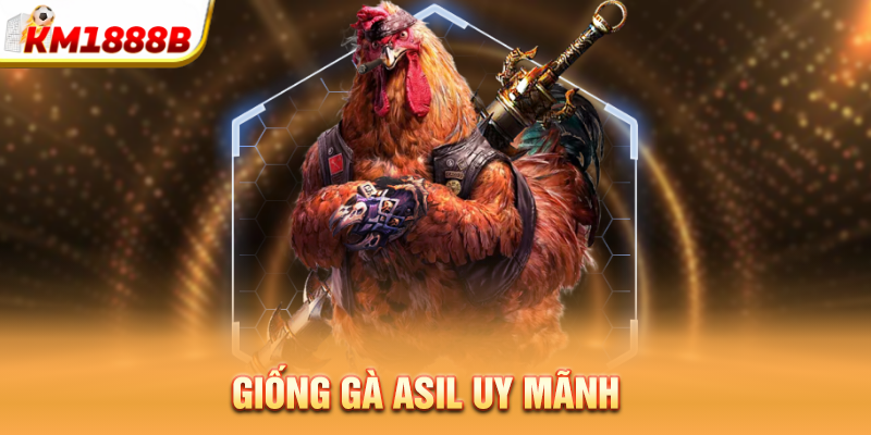 Giống gà Asil uy mãnh